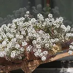 Al Dos